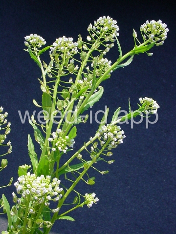 pennycress, field